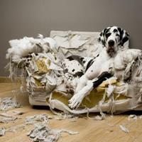 Votre chien détruit tout ce qu’il trouve en votre absence ? Que faire ?