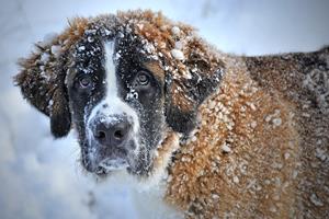 Le chien et le froid en hiver